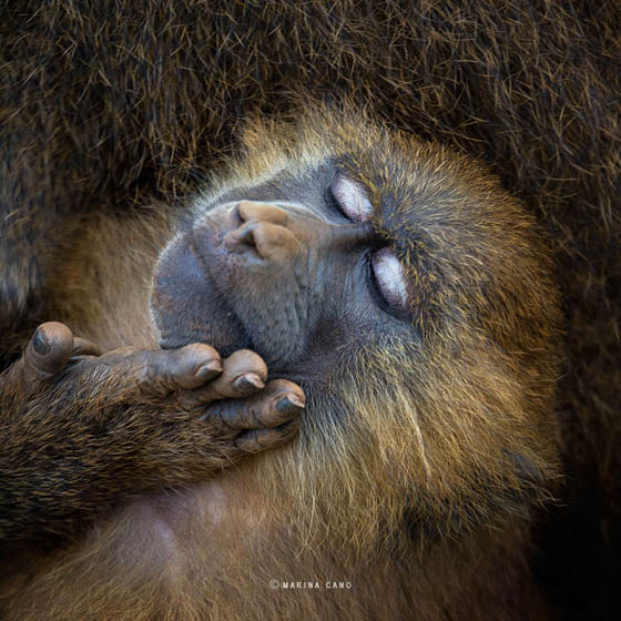 Stunning Wildlife Photography by Marina Cano