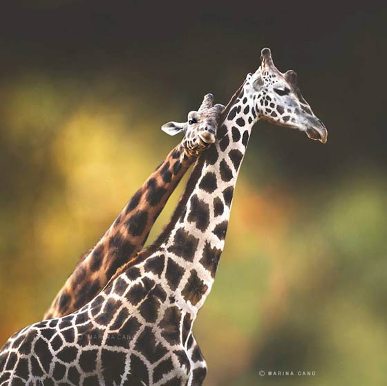 Stunning Wildlife Photography by Marina Cano