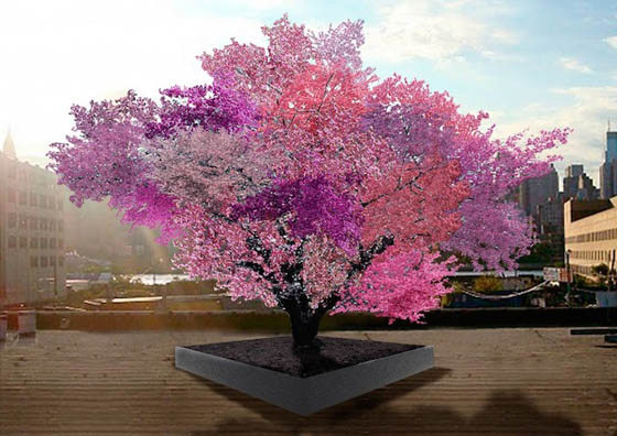 Incredible Tree Grows 40 DIFFERENT kinds of fruit