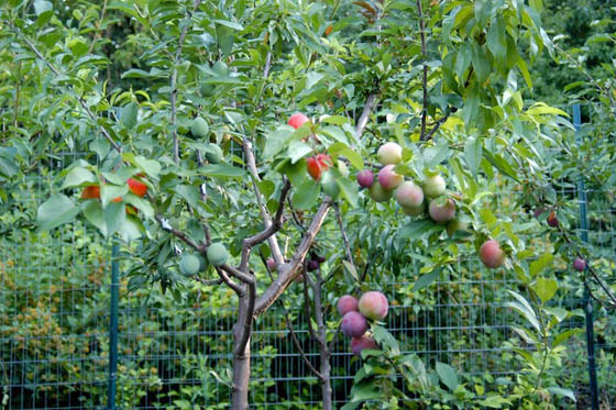 Incredible Tree Grows 40 DIFFERENT kinds of fruit