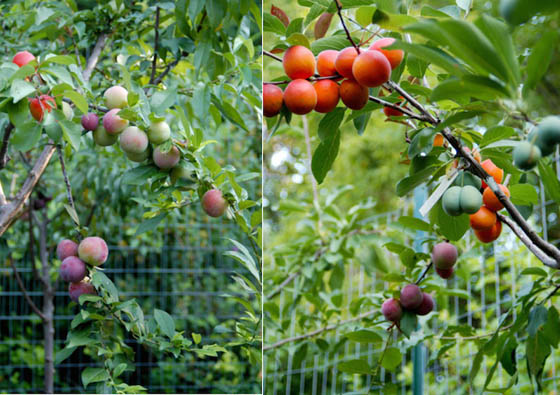 Incredible Tree Grows 40 DIFFERENT kinds of fruit