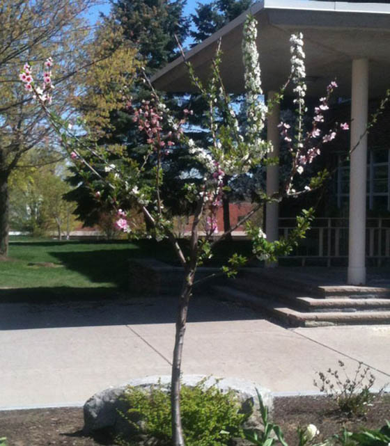 Incredible Tree Grows 40 DIFFERENT kinds of fruit