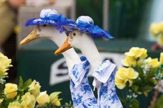 Pied Piper Duck Show: Annual Fashion Show for Ducks in Australia