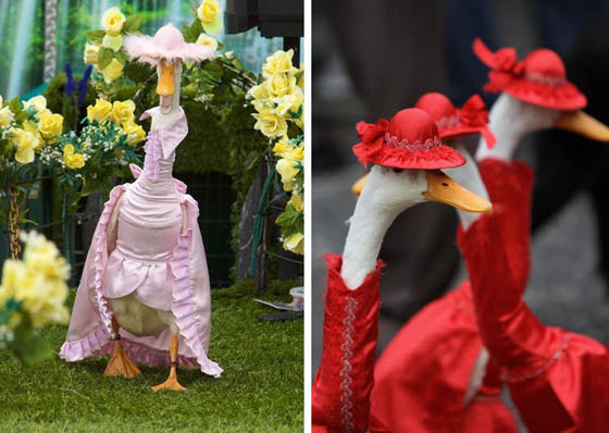 Pied Piper Duck Show: Annual Fashion Show for Ducks in Australia