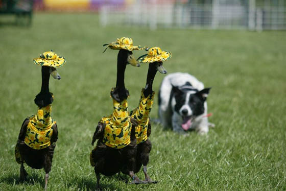 Pied Piper Duck Show: Annual Fashion Show for Ducks in Australia