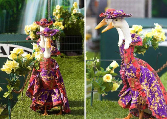 Pied Piper Duck Show: Annual Fashion Show for Ducks in Australia