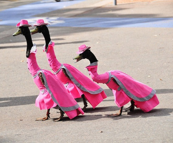 Pied Piper Duck Show: Annual Fashion Show for Ducks in Australia