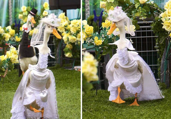 Pied Piper Duck Show: Annual Fashion Show for Ducks in Australia