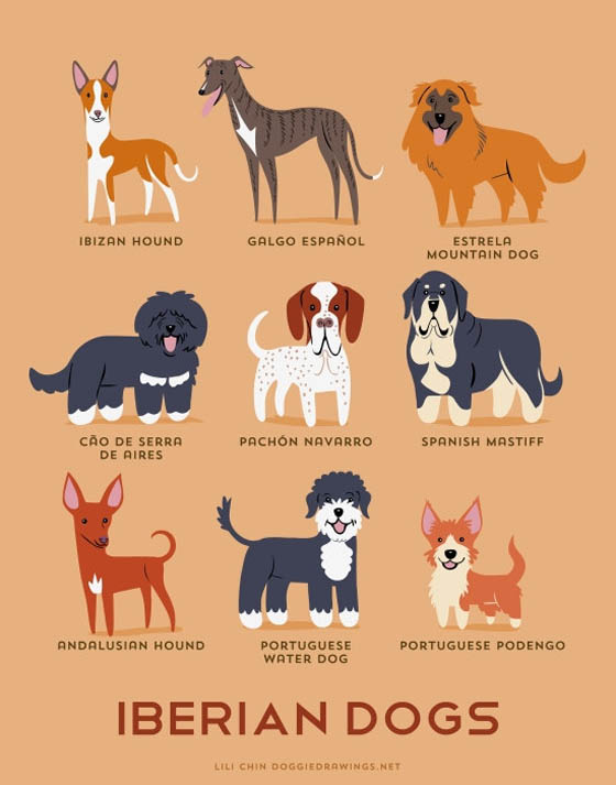 Dogs of The World: 192 Adorable Dog Breeds Illustration Grouped by ...