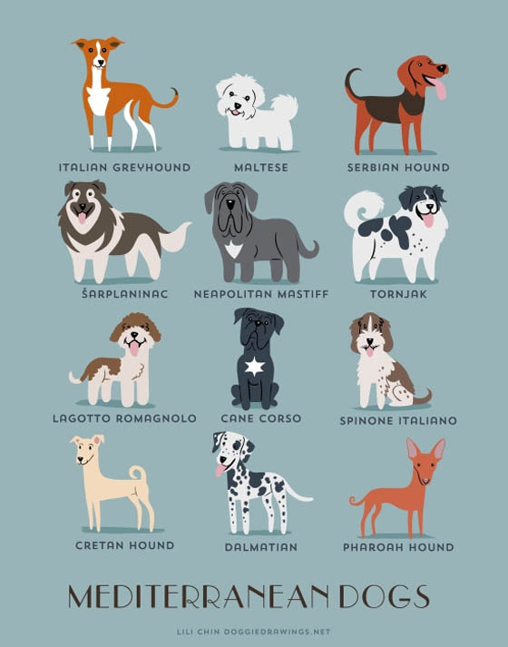 Dogs of The World: 192 Adorable Dog Breeds Illustration Grouped by