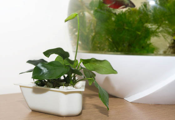 Avo: Innovative Self-cleaning Fish Tank