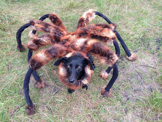 27 Creative and Funny Halloween Pet Costume Ideas