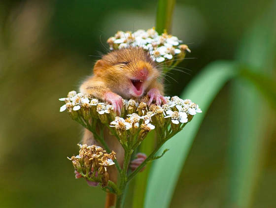 27 Cute Photography of Wild Mice