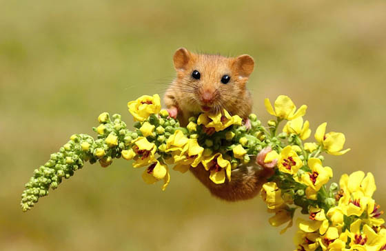 27 Cute Photography of Wild Mice