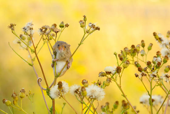 27 Cute Photography of Wild Mice