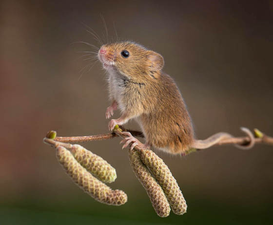 27 Cute Photography of Wild Mice