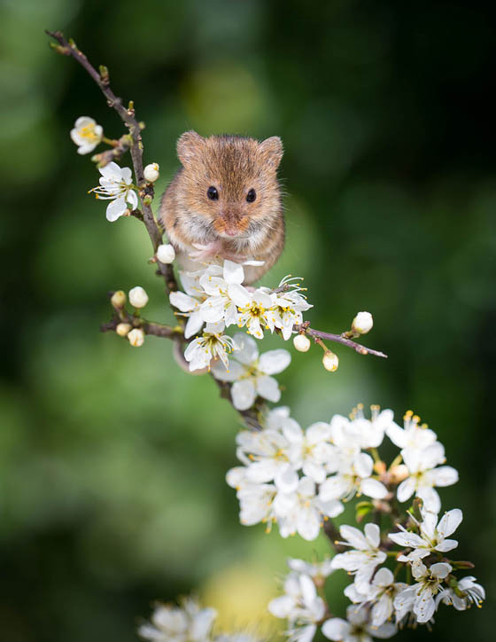 Cute Field Mouse