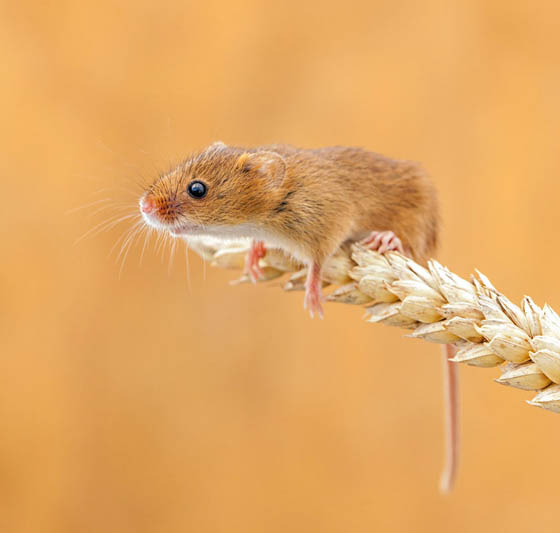 27 Cute Photography of Wild Mice