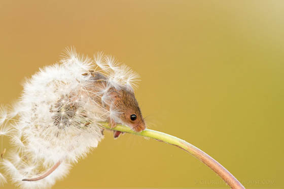 27 Cute Photography of Wild Mice
