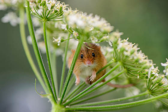 27 Cute Photography of Wild Mice