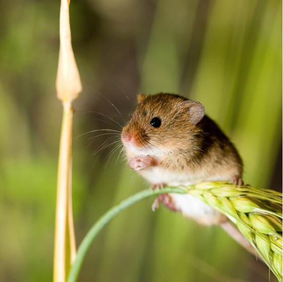 27 Cute Photography of Wild Mice