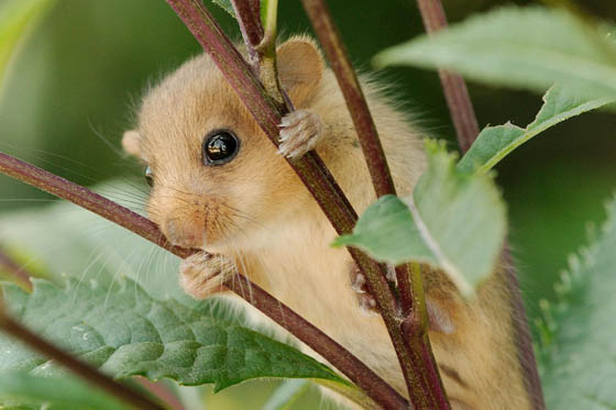 27 Cute Photography of Wild Mice