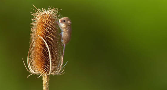 27 Cute Photography of Wild Mice