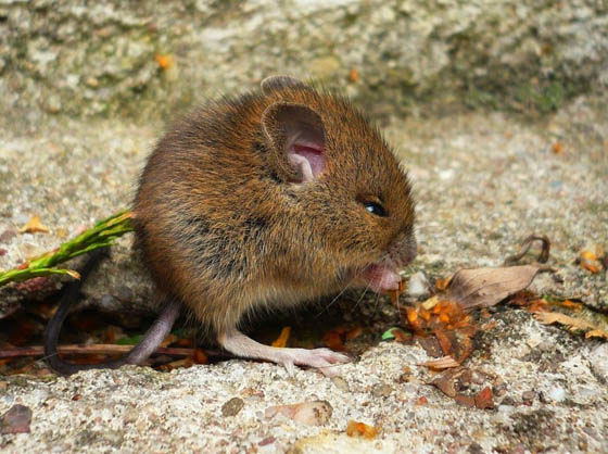 27 Cute Photography of Wild Mice