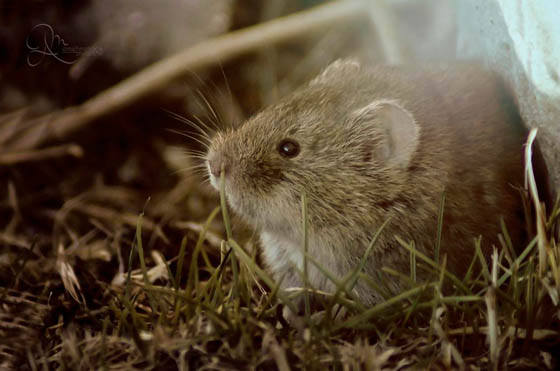 27 Cute Photography of Wild Mice