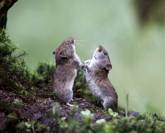 27 Cute Photography of Wild Mice