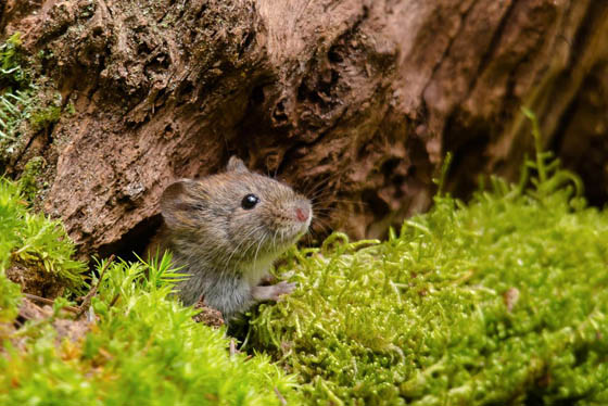 27 Cute Photography of Wild Mice