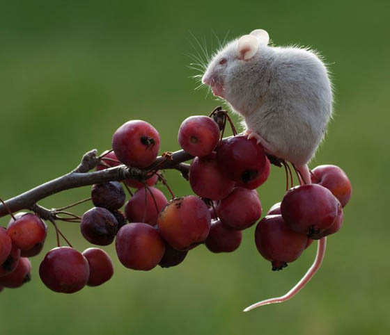 27 Cute Photography of Wild Mice