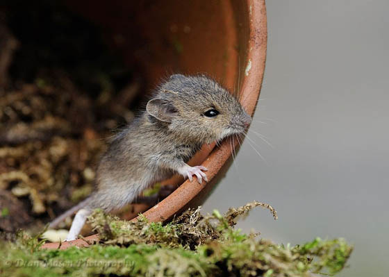 27 Cute Photography of Wild Mice