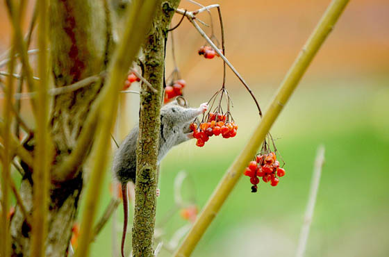 27 Cute Photography of Wild Mice