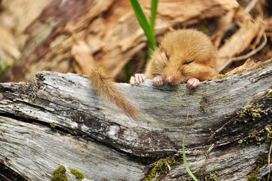 27 Cute Photography of Wild Mice