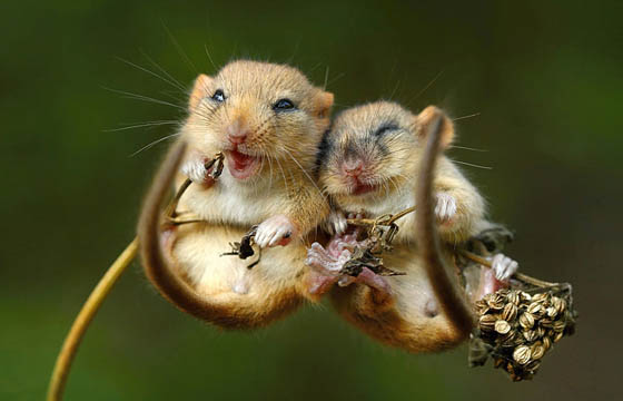 27 Cute Photography of Wild Mice