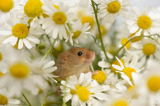 27 Cute Photography of Wild Mice