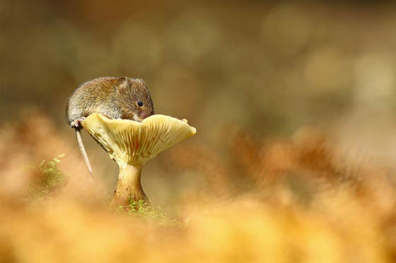 27 Cute Photography of Wild Mice