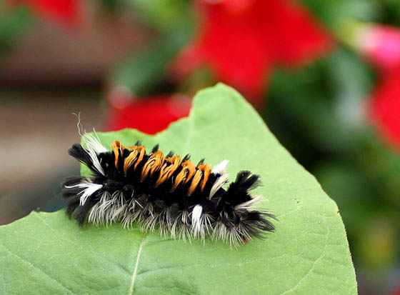 Surprisingly Before and After Photos of Caterpillar and Moth