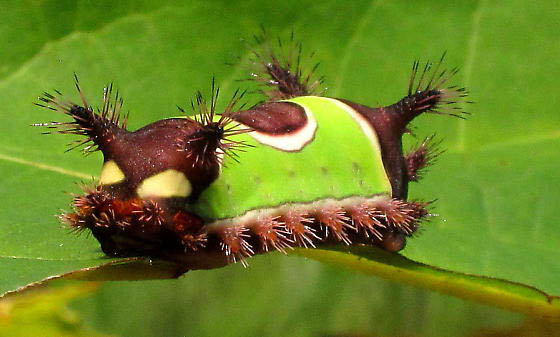 Surprisingly Before and After Photos of Caterpillar and Moth