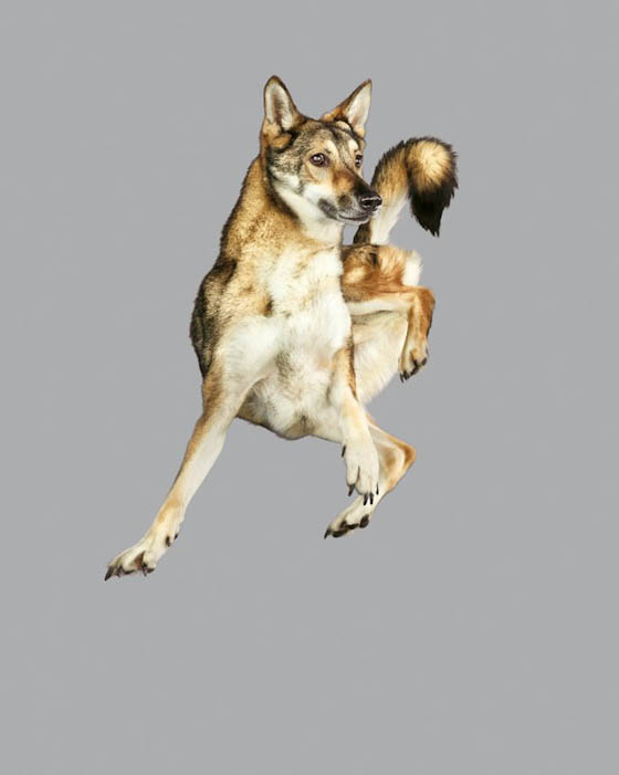 Freestyle Series: Playful Photography of Leaping Dogs in Mid-air by Julia Christe