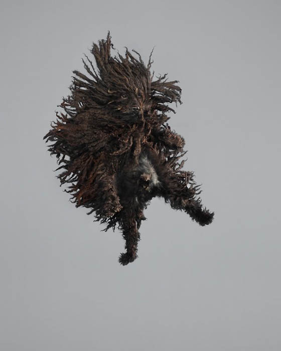 Freestyle Series: Playful Photography of Leaping Dogs in Mid-air by Julia Christe