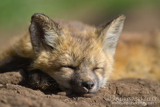 20 Adorable Photography of Baby Fox