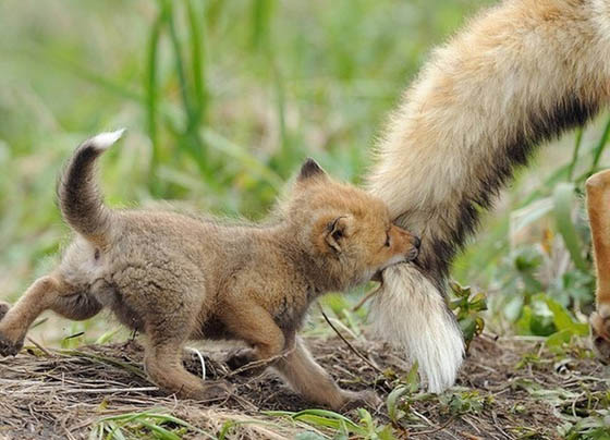 20 Adorable Photography of Baby Fox