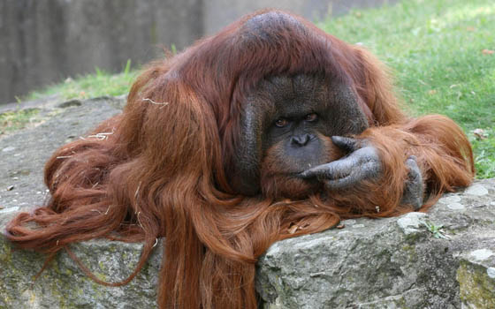 20 Funny Photos of Animal with Long Hair