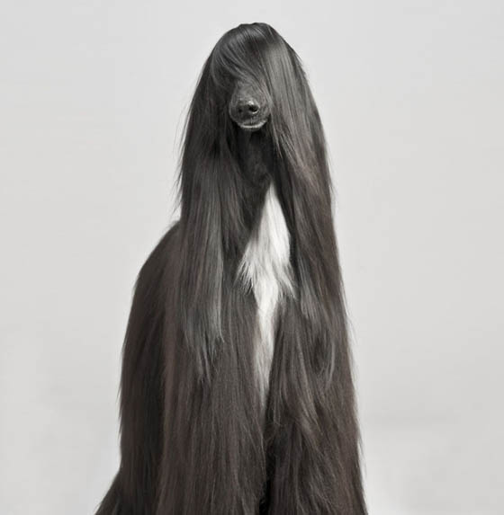 20 Funny Photos of Animal with Long Hair