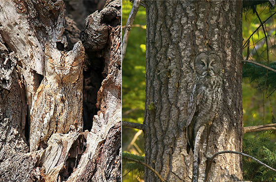 25 Amazing Photos of Animal Camouflage: Can You Spot Them?