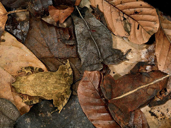 25 Amazing Photos of Animal Camouflage: Can You Spot Them? - Design Swan