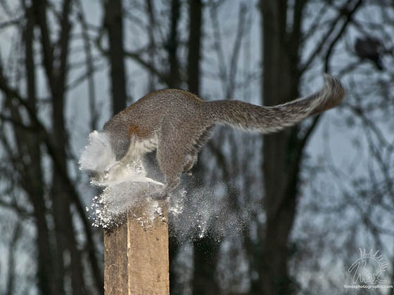 Perfect Timing Photography for Squirrel
