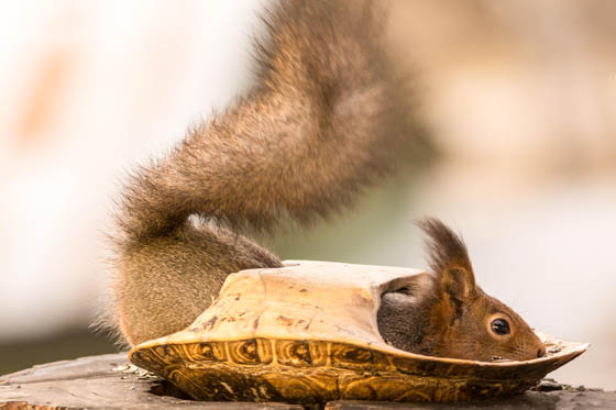Perfect Timing Photography for Squirrel